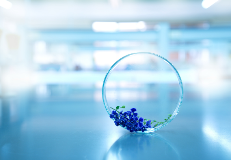 Image for Private Label Skincare Manufacturer Cosmetic Solution’s Focused Training and Education Section. This image features a Petri-Dish on it’s side in a laboratory setting. Inside the petri-dish is a raw material ingredient for a skin care formulation.